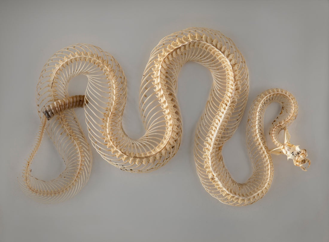 Red diamond rattlesnake skeleton (Crotalus ruber) 