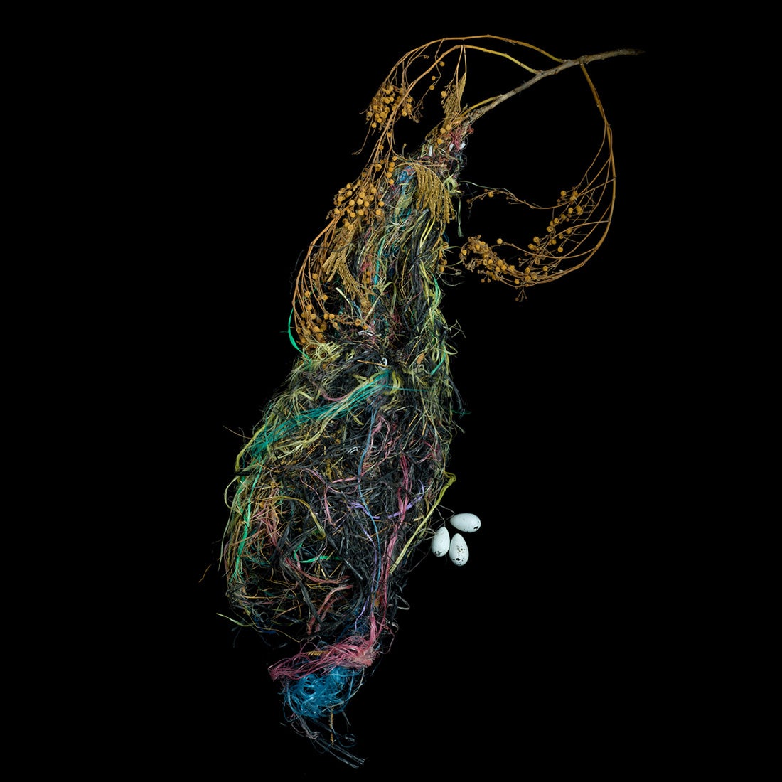 Altamira Oriole, Icterus gularis  2008