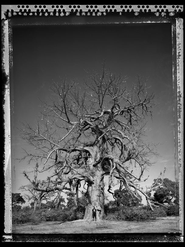 Baobab, Tree of Generations #9, Mali  