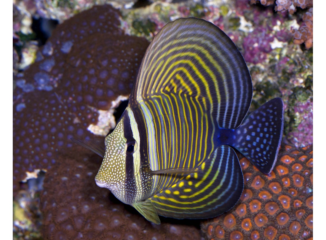 Desjardini tang (Zebrasoma desjardinii), Red Sea  2008
