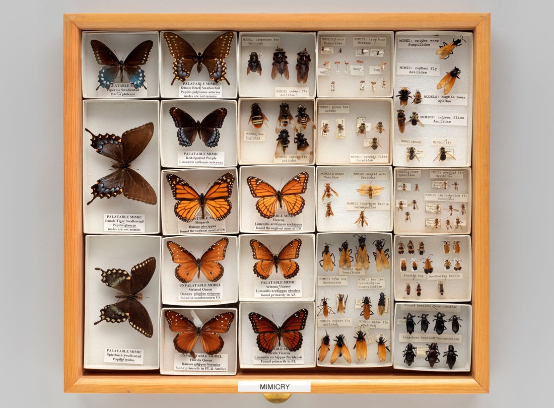 Display drawer of insect specimens