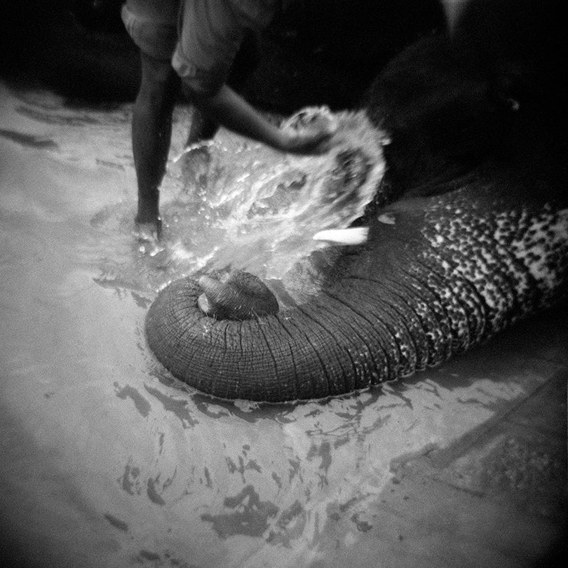 Washing Elephant, from Memories of India  2003