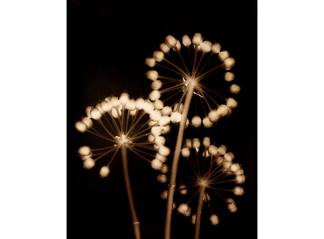 Fatsia Blossom, San Francisco Bay Area