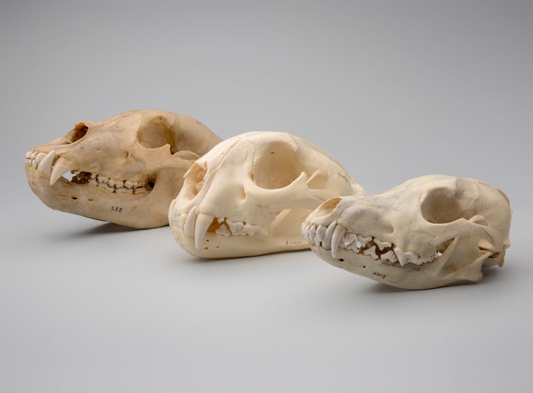 Black bear skull (Ursus americanus), Mountain lion skull (Puma concolor), Coyote skull (Canis latrans)