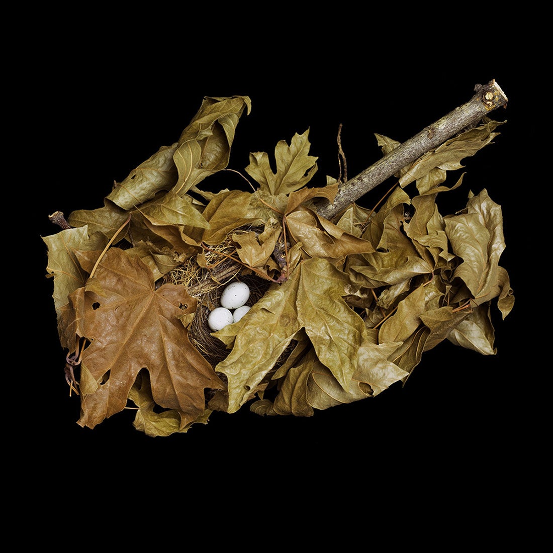 Pine Sisken, Spinus pinus  2008