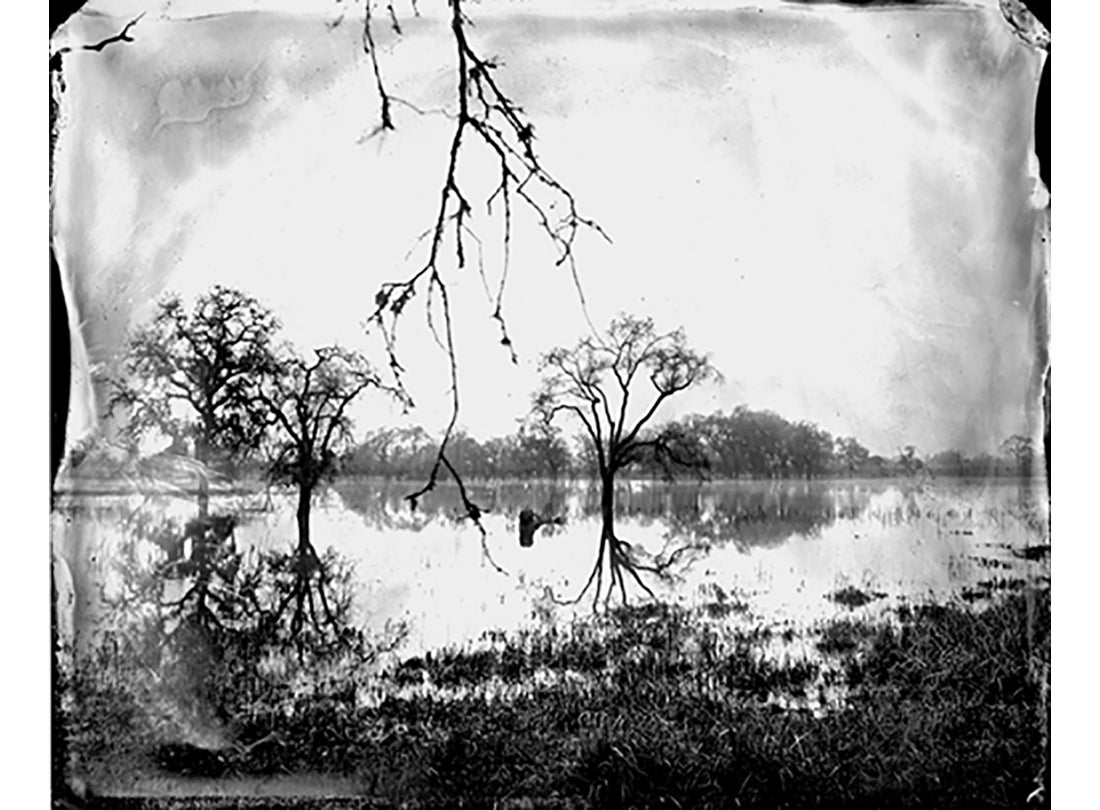 Flooded Oaks, Sonoma County, California