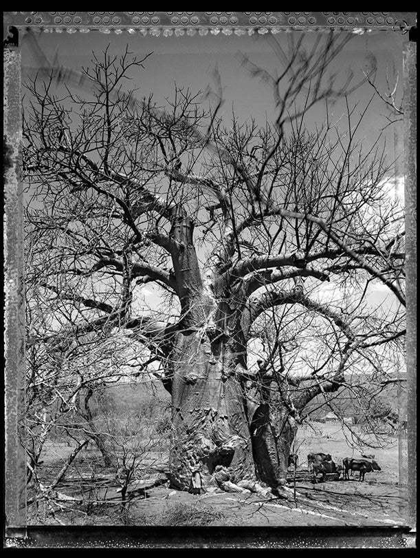 Baobab, Tree of Generations #12, South African  