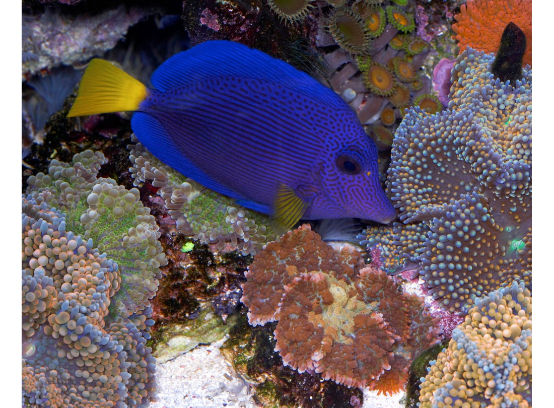 Purple tang (Zebrasoma xanthurum), Red Sea  2005
