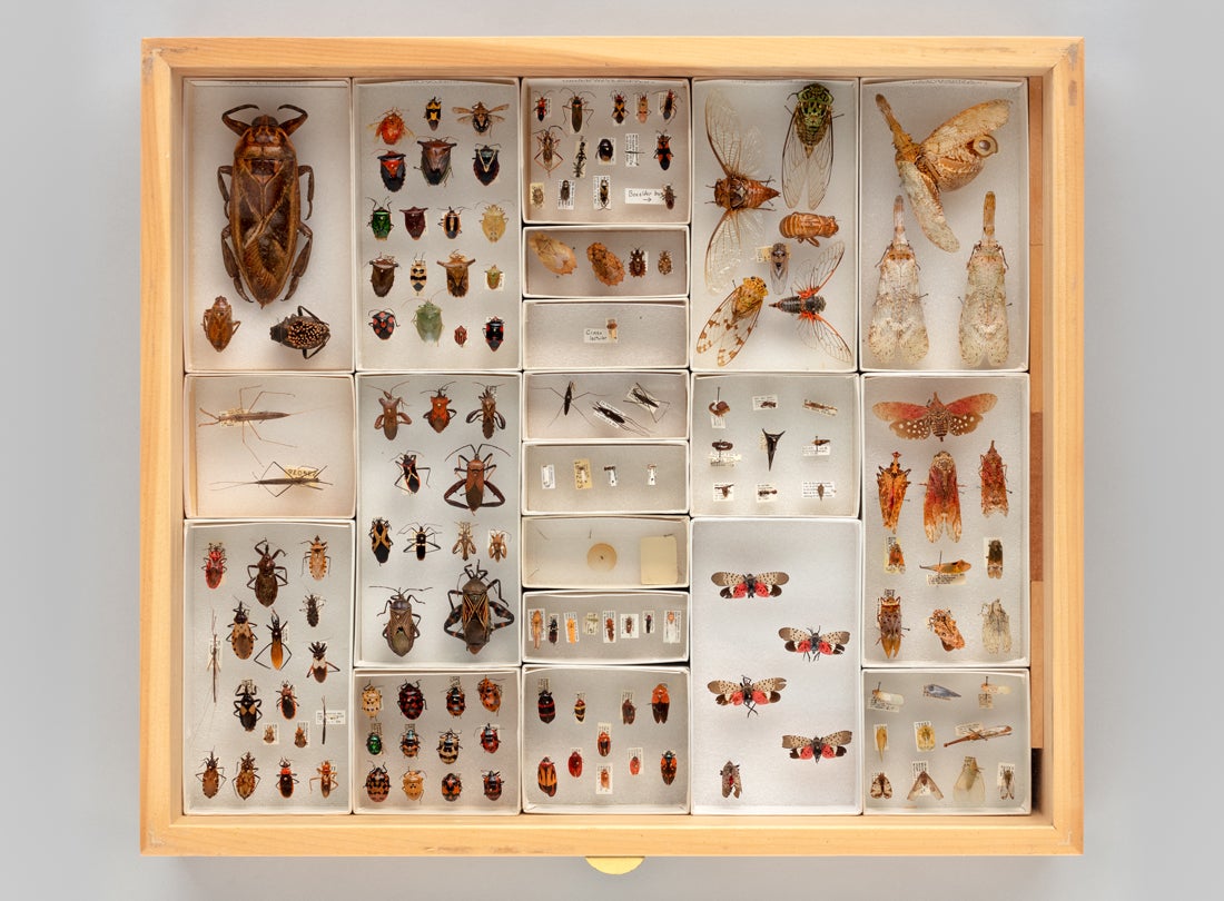 Display drawer of Hemiptera specimens