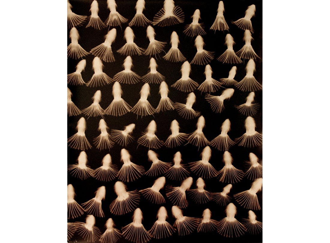 Pincushions Dancing, San Francisco Bay Area