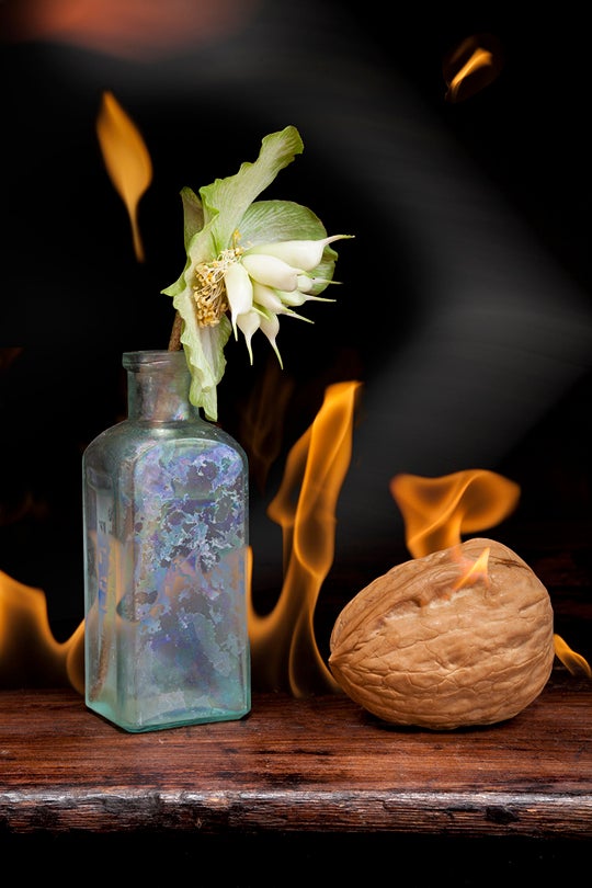 Flower and Nut  2013 Olivia Parker (b. 1941)