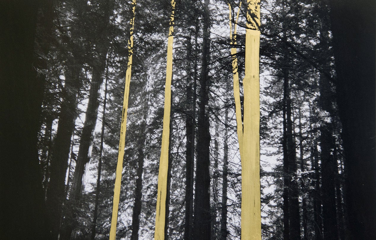 Redwoods, Northern California  2013