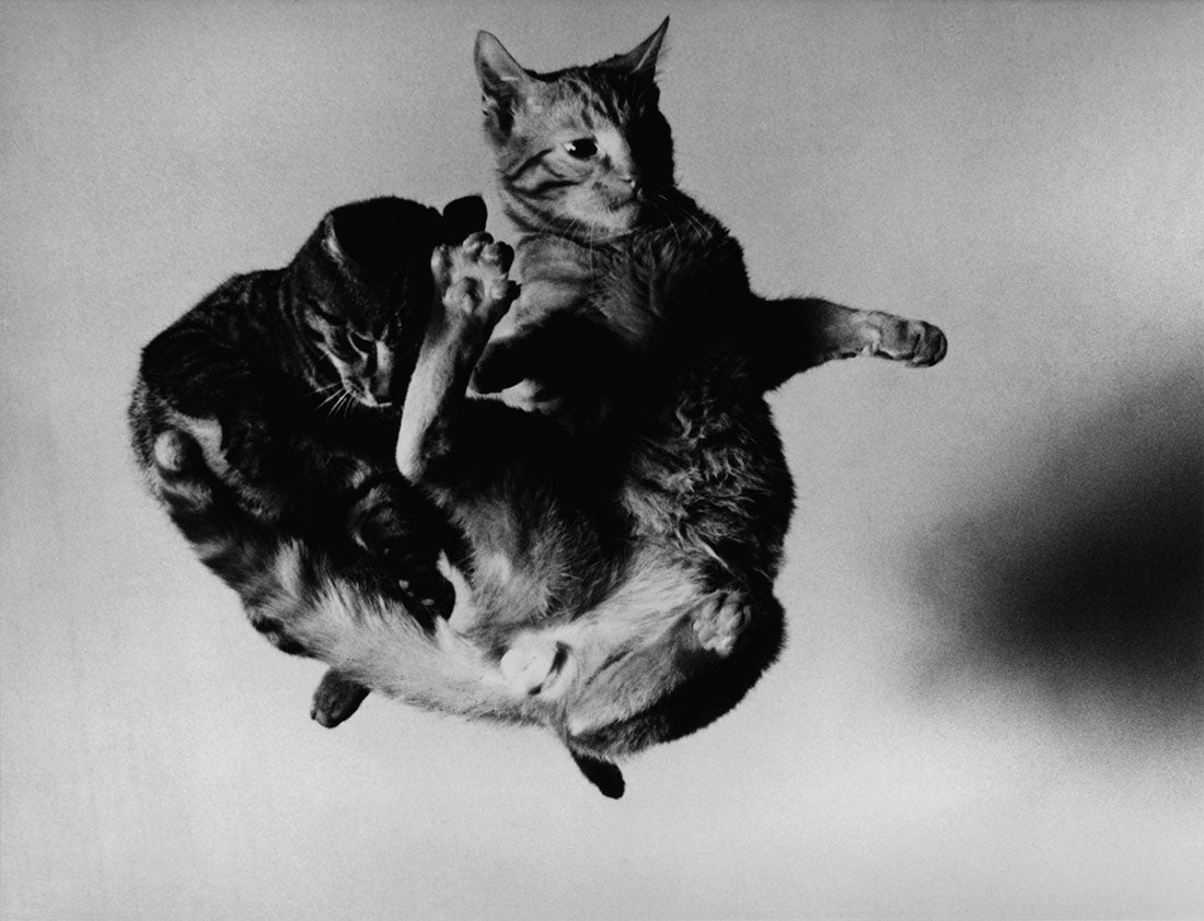 Tossed Cats  1942