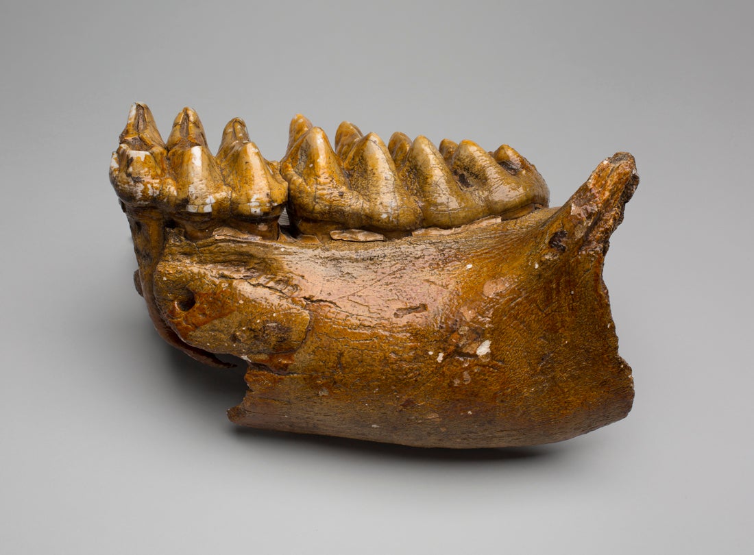 American mastodon lower jaw (Mammut americanum)