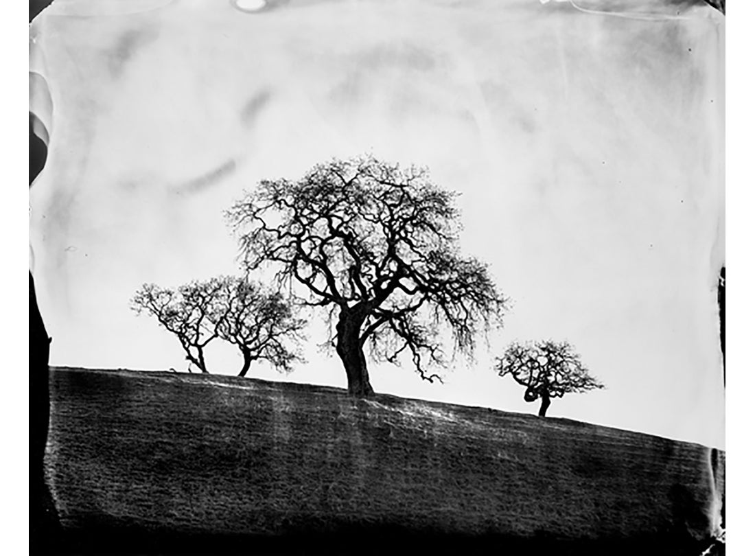 Oaks, West Marin, Sonoma County, California  