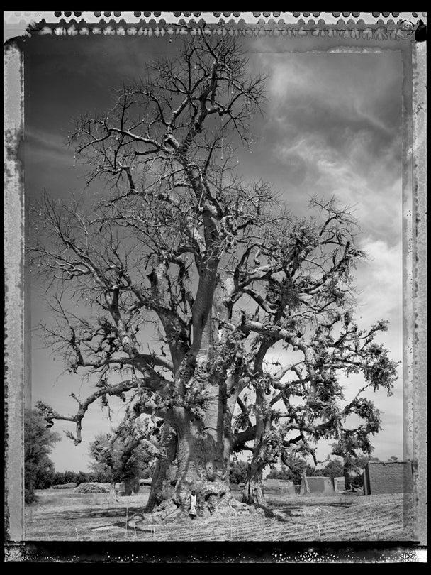 Baobab, Tree of Generations #5, Mali  