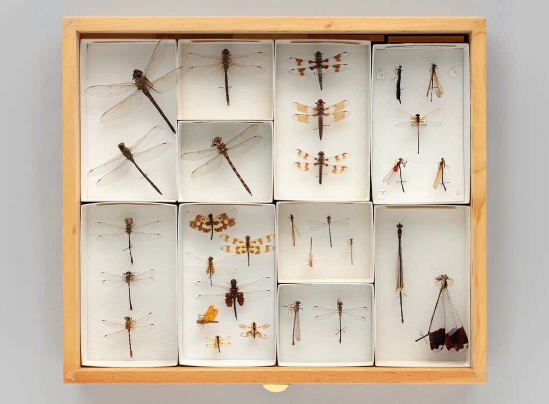 Display drawer of dragonflies (Anisoptera) and damselflies (Zygoptera)
