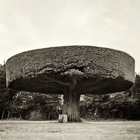 Cypress Disc, California 2000