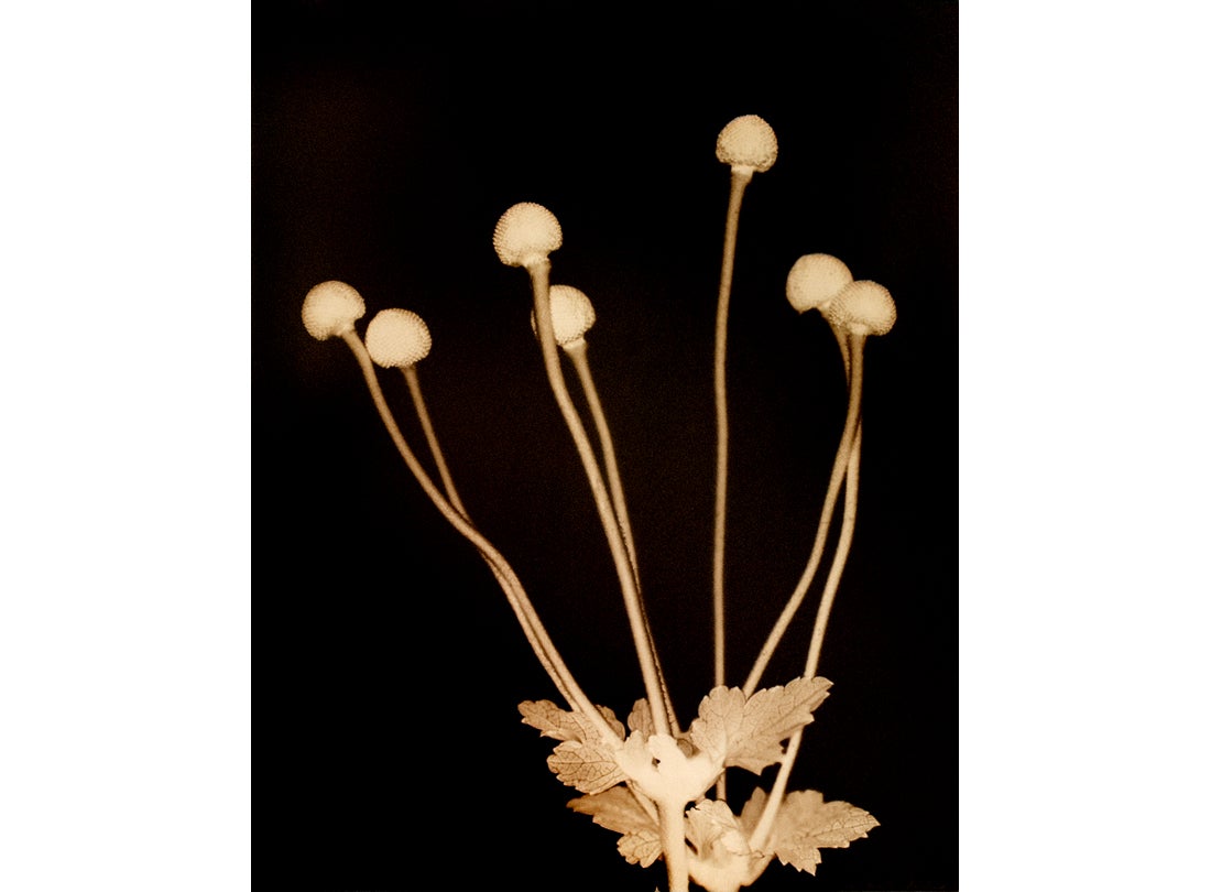 Japanese Anemone (seven bulbs), San Francisco Bay Area