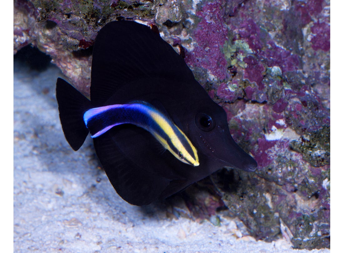 Black tang (Zebrasoma rostratum) with Cleaner wrasse (Labroides dimidiatus), Territory of Christmas Island  2008