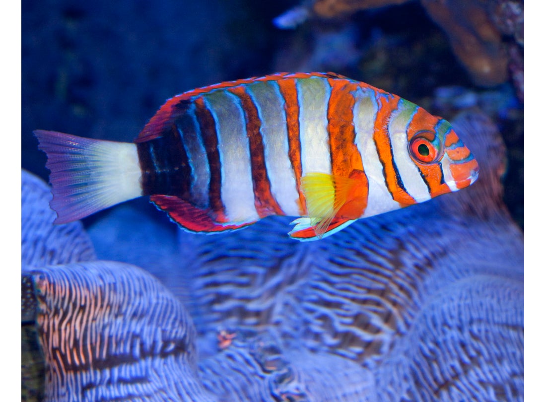 Harlequin tuskfish (Choerodon fasciata), Australia  2011