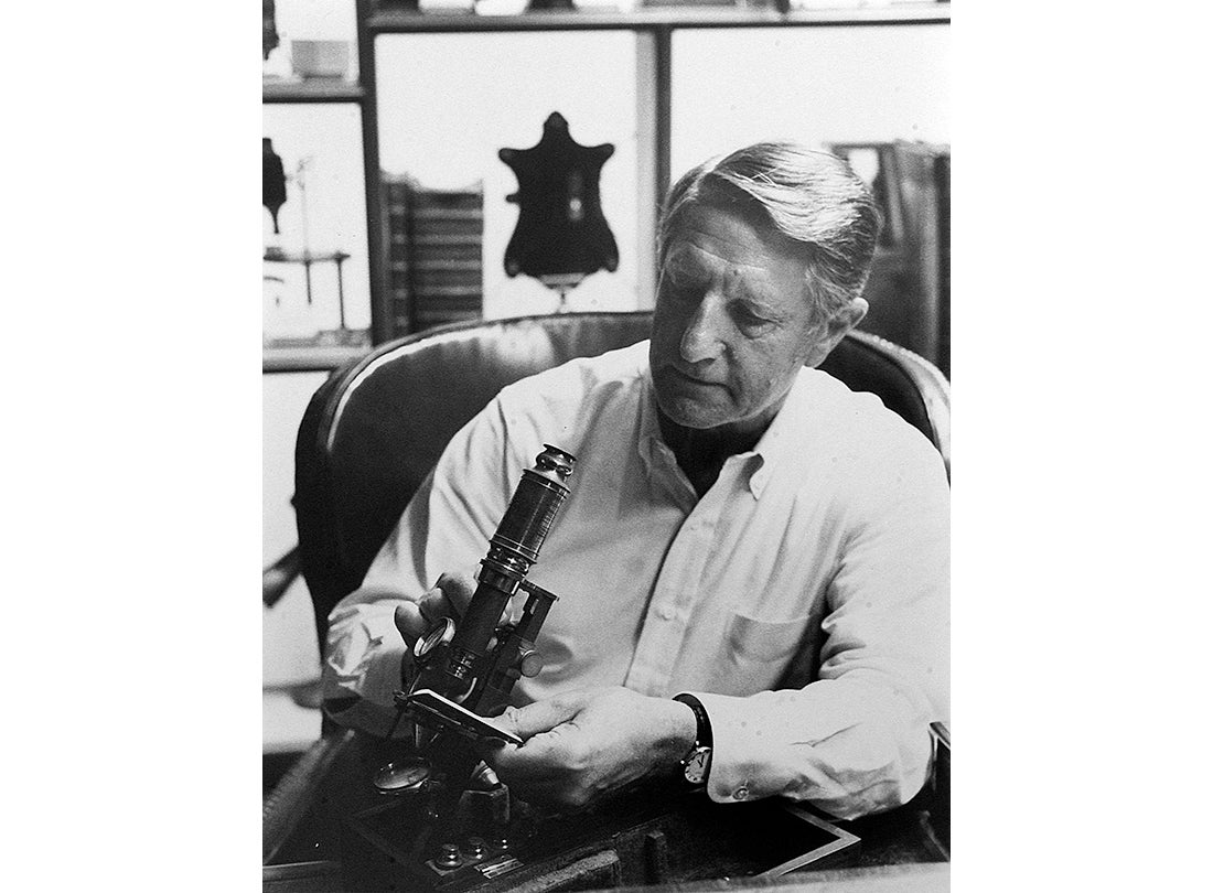 Dr. Orville J. Golub examining the Nairne and Blunt Chest microscope (c. 1760)  c. 1980.