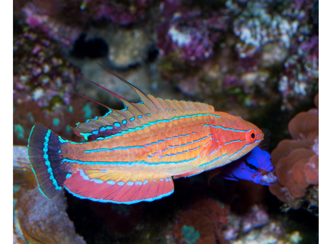 Carpenter’s flasher wrasse (Paracheilinus carpenteri), Indo-Pacific  2010