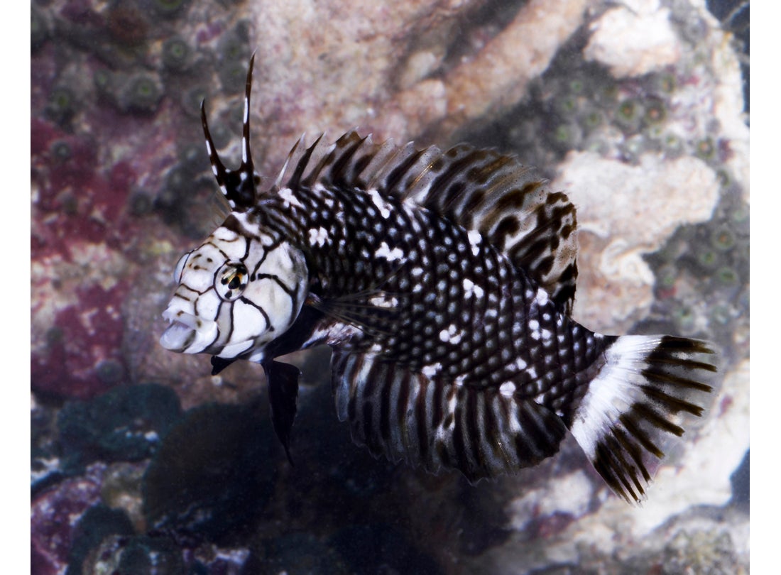 Dragon wrasse (Novaculitchtys taeniourus), Indo-Pacific  2003