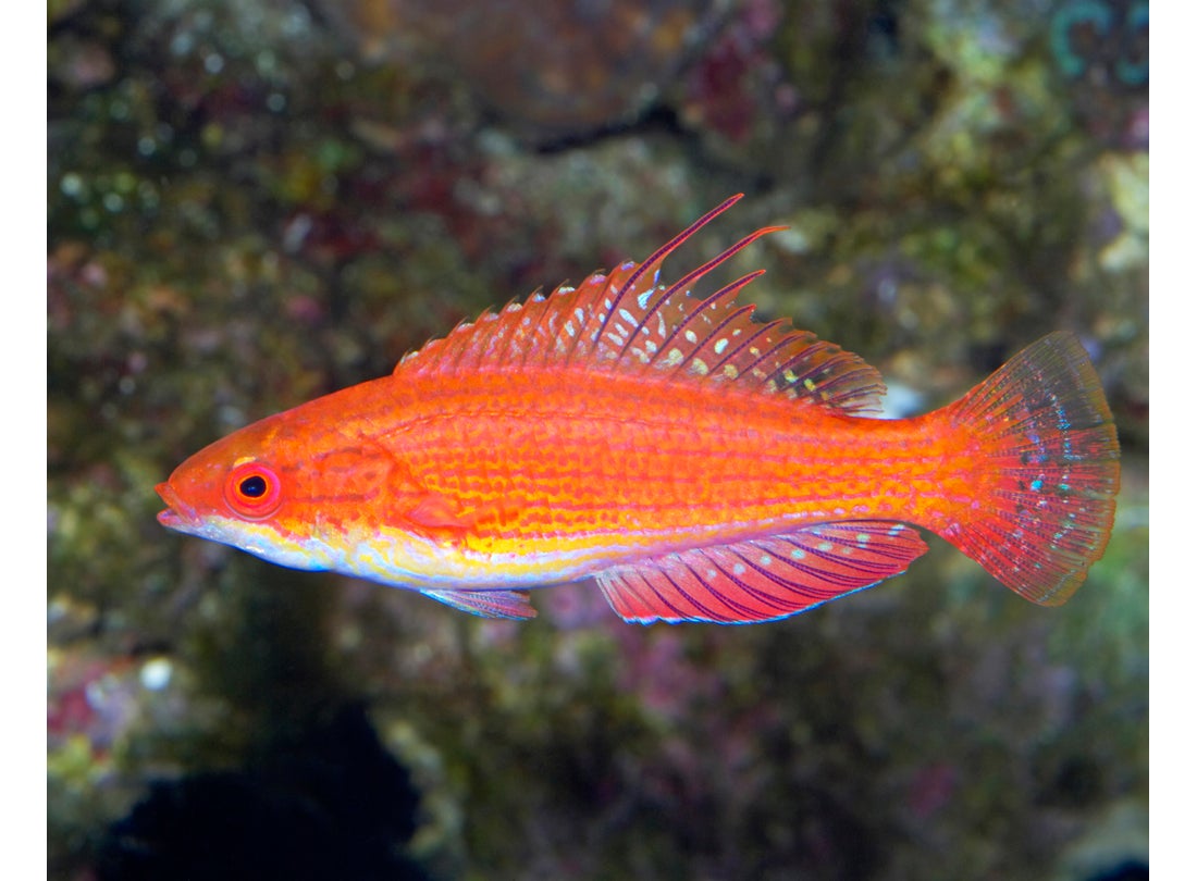 Filamented flasher wrasse (Paracheilinus filamentosus), Solomon Islands  2006