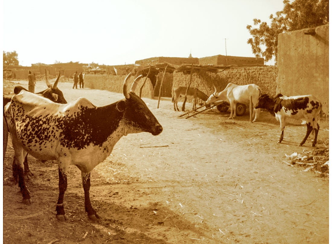 Street and Cattle, Téra, Niger