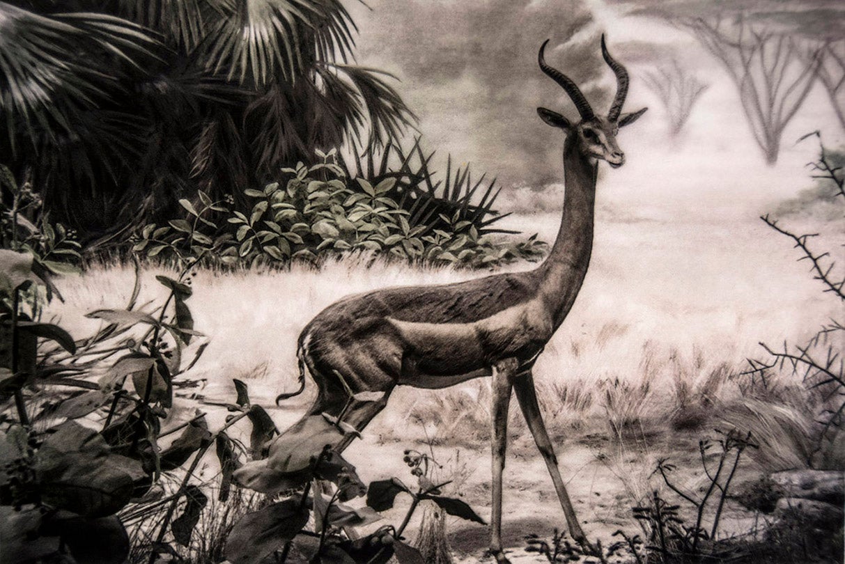 Nanger dama / Dama Gazelle (Critically Endangered)  2015