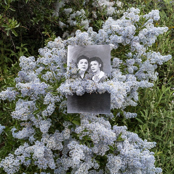 Road to Alaxuluxen / Chumash Painted Cave State Historic Park (wild lilac) [detail]  2023
