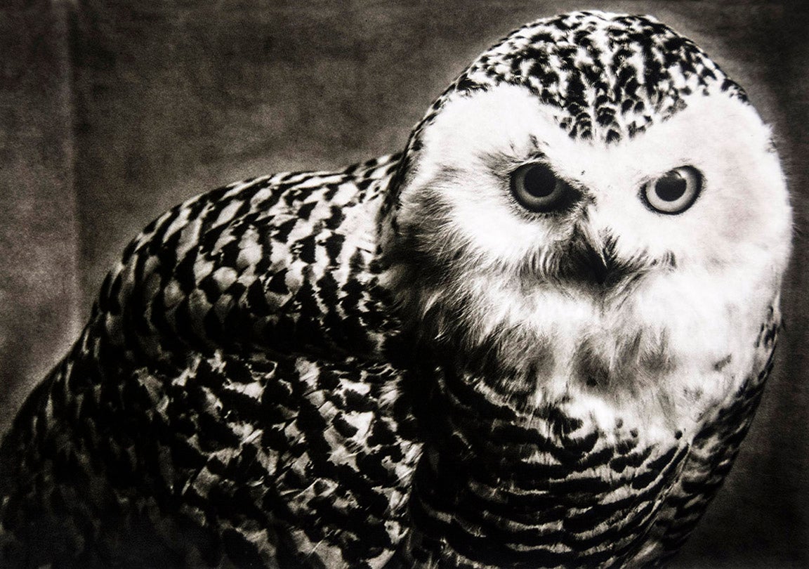 Bubo scandiacus / Snowy Owl (Least Concern)  2016