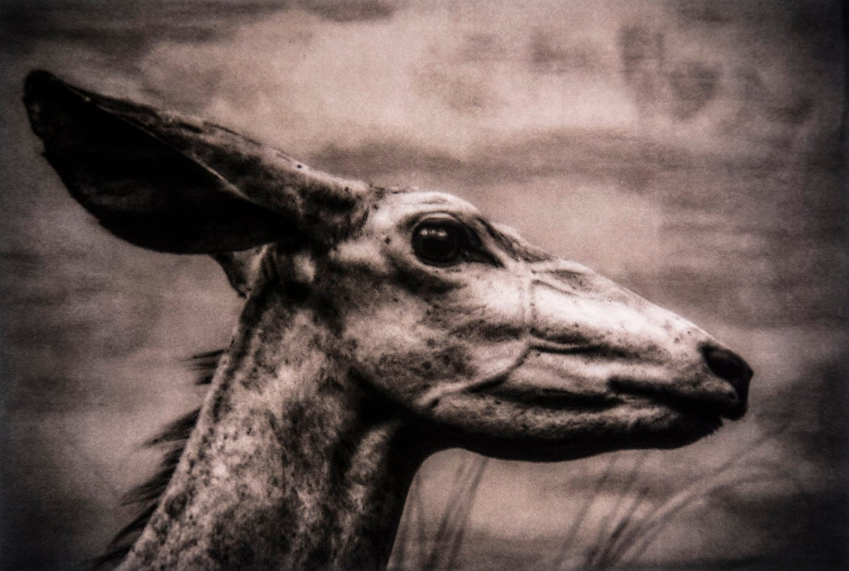 Tragelaphus imberbis / Lesser Kudu (Near Threatened)  2015