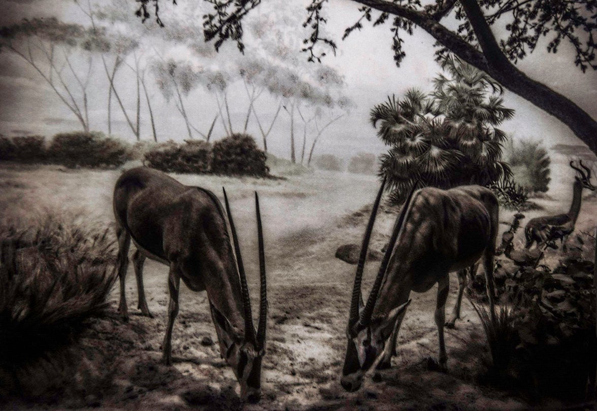 Oryx beisa / Beisa Oryx (Near Threatened)  2015