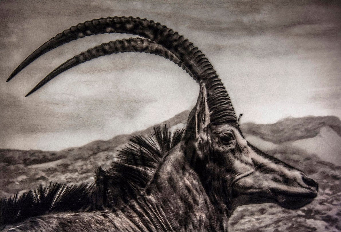 Hippotragus niger / Sable Antelope (Least Concern)  2016