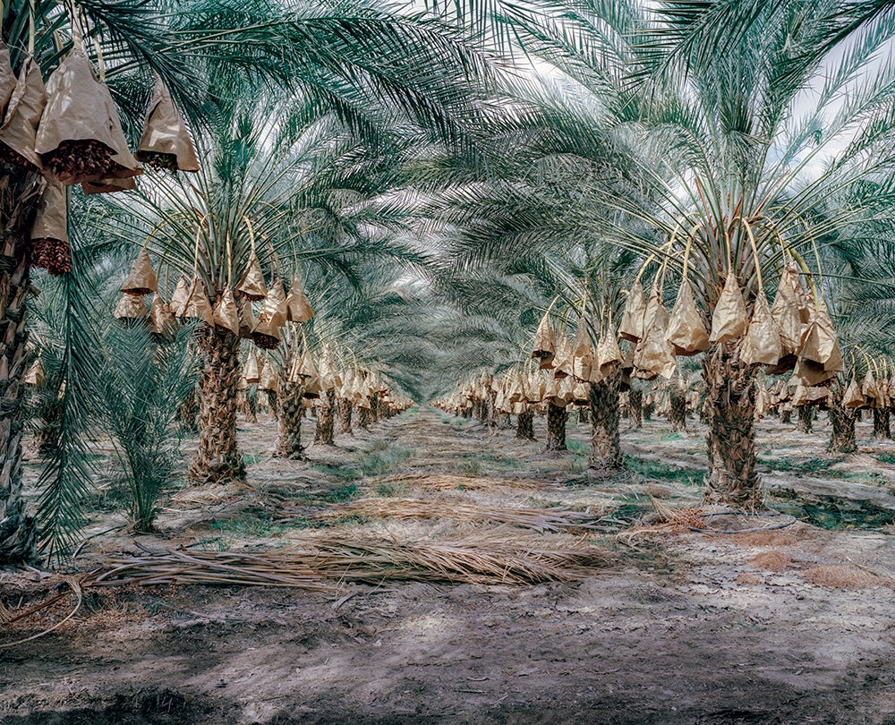 Date Farm, Thermal, California  2015