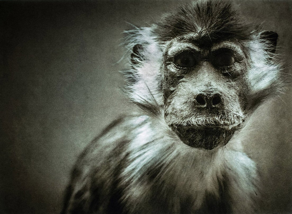 Beatragus hunteri / Hirola (Critically Endangered)  2015