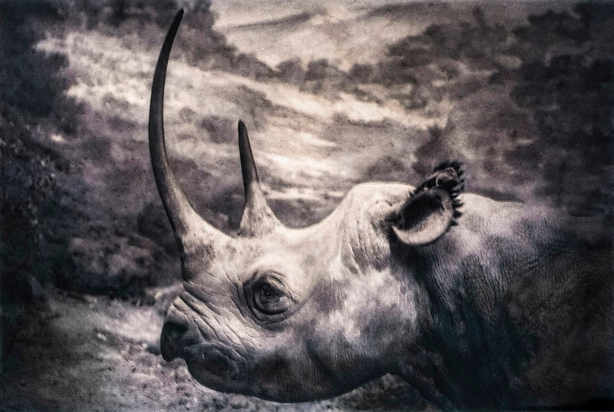 Cercocebus torquatus / Collared Mangabey (Vulnerable)  2016