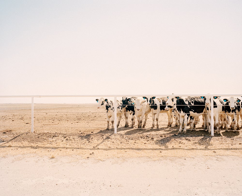 Cow farm, Lemoore, California  2015