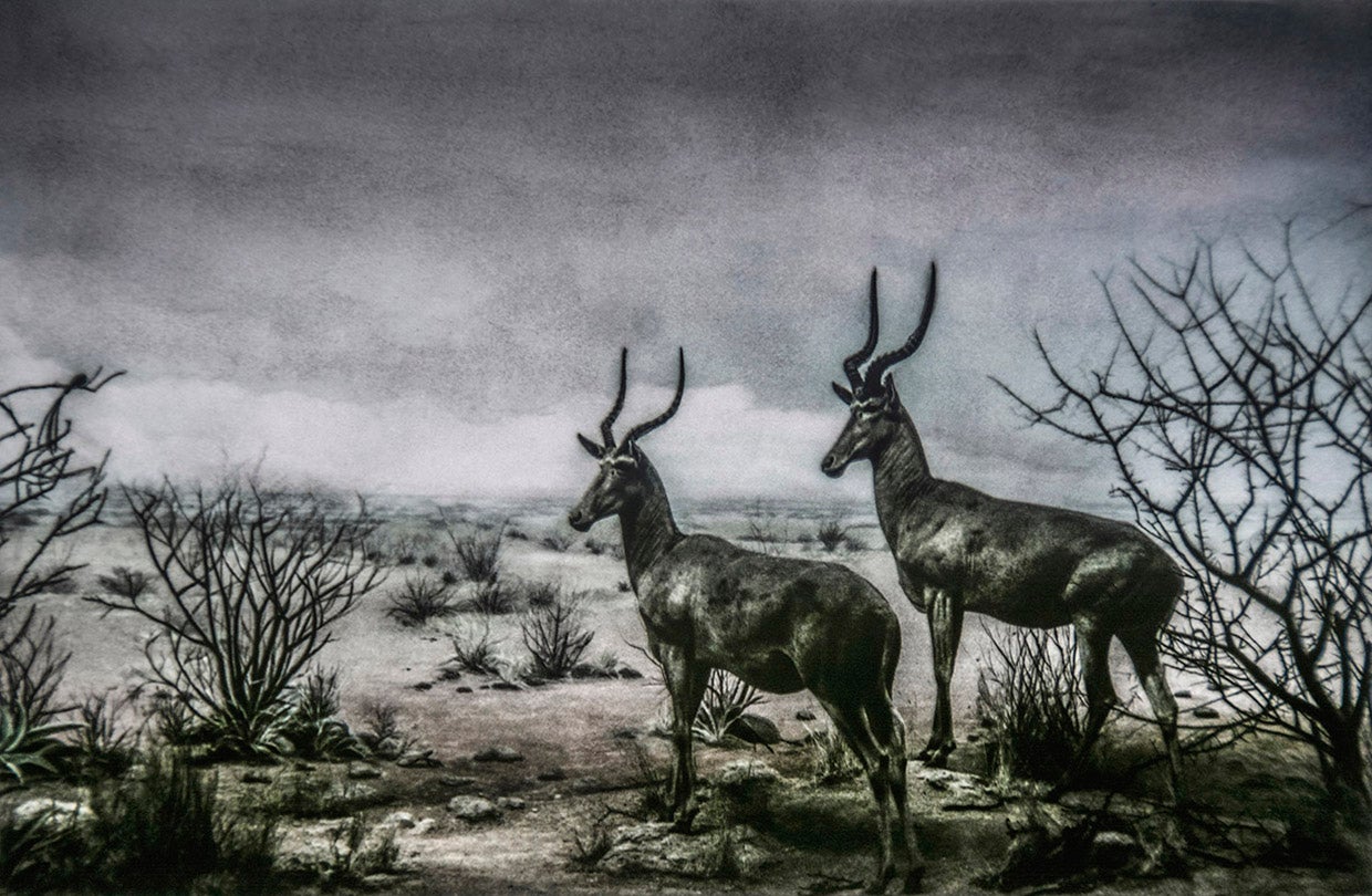 Diceros bicornis / Black Rhinoceros (Critically Endangered)  2016