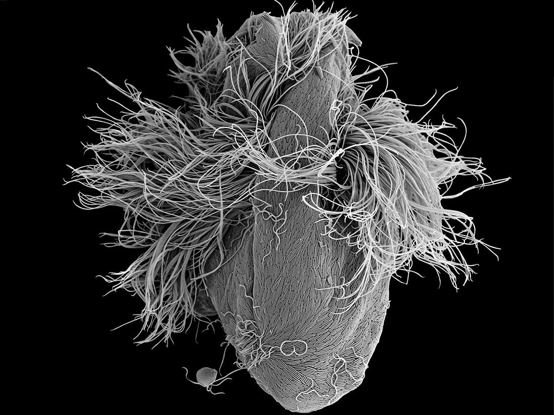 Staurojoenina mulleri  2015