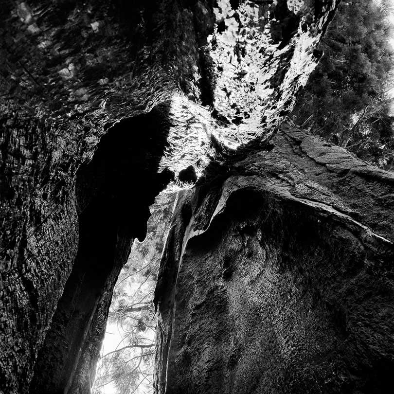 Giant Forest, Sequoia National Park, California 2013/15
