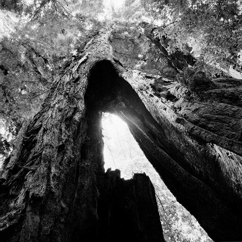 Giant Forest, Sequoia National Park, California  2014/15