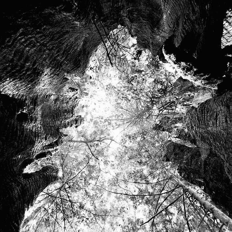 Prairie Creek Redwoods State Park, California  2010/15