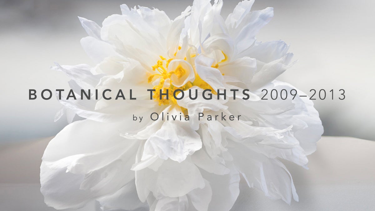 Botanical Thoughts 2009–2013 by Olivia Parker