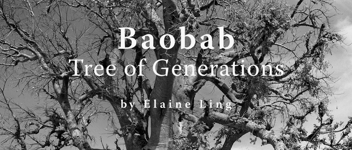 Baobab: Tree of Generations