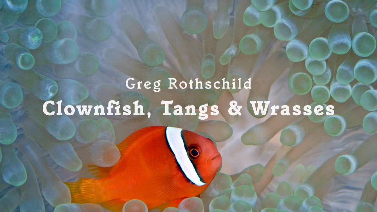Greg Rothschild: Clownfish, Tangs, and Wrasses