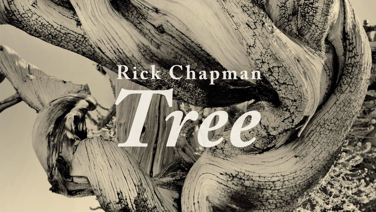 Rick Chapman: Tree