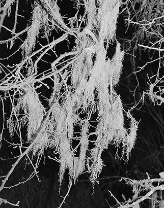 Night Moss  2025 Benjamin Young (b. 1999)